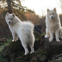 Samoyed All Grown Up from StormCloud Samoyeds