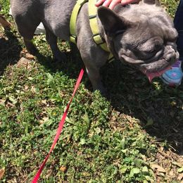 Boston Terrier and French Bulldog All Grown Up from Eclipse Bulldogs