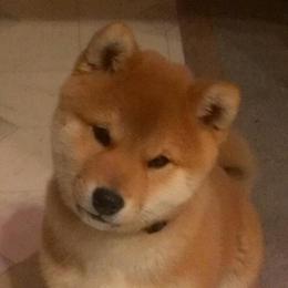 Shiba Inu adult dog