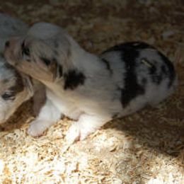 Cardigan Welsh Corgi Puppies from Mackey Cardigans