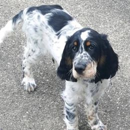 English Springer Spaniel All Grown Up from Saxonburg Springers