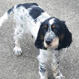 English Springer Spaniel All Grown Up from Saxonburg Springers