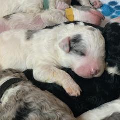 Border Collie and Bordoodle Puppies from Oregon Bordoodles
