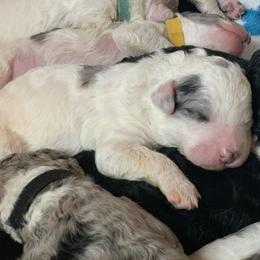 Border Collie and Bordoodle Puppies from Oregon Bordoodles