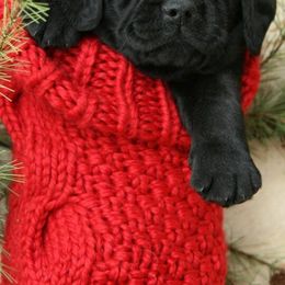 Laurkim Labradors breeder of Labrador Retriever