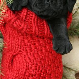 Laurkim Labradors breeder of Labrador Retriever