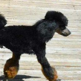 Cool - Poodle