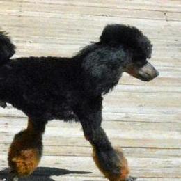 Cool - Poodle