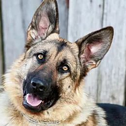 Kelah - German Shepherd