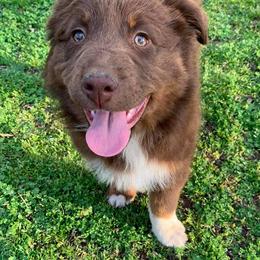 Australian Shepherd Puppies from IQ Farms Australian Shepherds