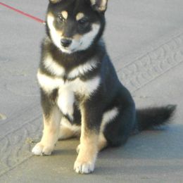 Shiba Inu Puppies from Kawako Shiba Inu