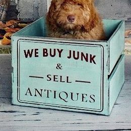 Australian Labradoodle Puppies from North Country Australian Labradoodles