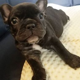 French Bulldog Puppies from Toley's French Bulldogs