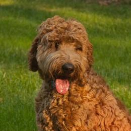Australian Labradoodle adult dog