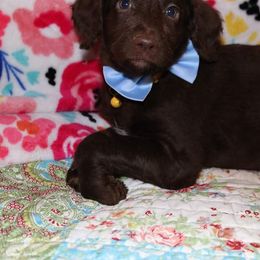 Labradoodle Puppies from Renee Cornish
