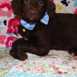 Labradoodle Puppies from Renee Cornish