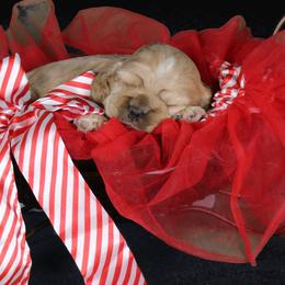 Chole's Cocker Spaniels breeder of Cocker Spaniel