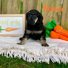 Poodle Puppies from Cosmic Caliber Standard Poodles