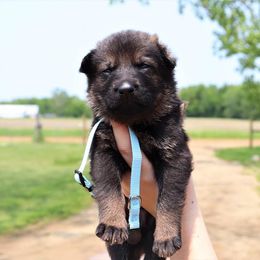 German Shepherd Puppies from Auf der Marquis German Shepherds