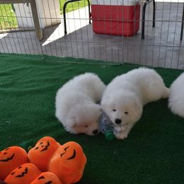 Samoyed Puppies from Seaside Samoyeds