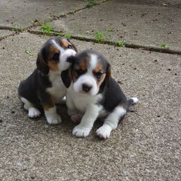 Beagle Puppies from Copper Sky Beagles