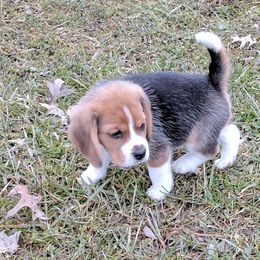 Beagle Puppies from Everwind Beagles