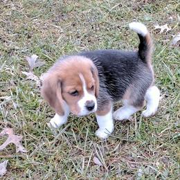 Beagle Puppies from Everwind Beagles