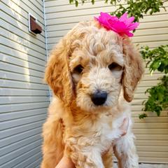 Goldendoodle Puppies from Bear Lake Bearded Retrievers