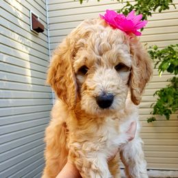 Goldendoodle Puppies from Bear Lake Bearded Retrievers