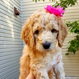 Goldendoodle Puppies from Bear Lake Bearded Retrievers