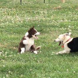 Bloodhound and Border Collie Puppies from Whisenhunt Farms Border Collies