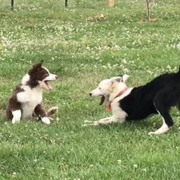 Bloodhound and Border Collie Puppies from Whisenhunt Farms Border Collies