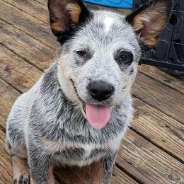 Australian Cattle Dog Puppies from Blue Coyote Ranch
