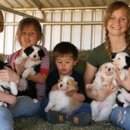 Border Collie Puppies from Flying S Ranch Border Collies
