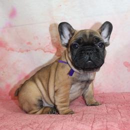 French Bulldog Puppies from Sweetheart Frenchies