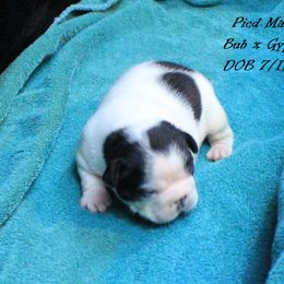 French Bulldog Puppies from The Bully Barn