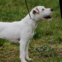 Pretty Red - Jack Russell Terrier