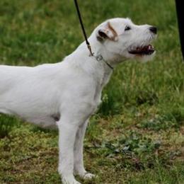 Pretty Red - Jack Russell Terrier