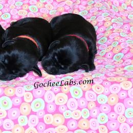 Labrador Retriever Puppies from GocheeLabs