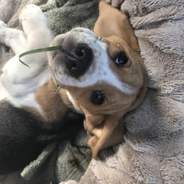 Beagle Puppies from Macushla Kennels