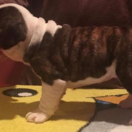 Bullmastiff and Bulldog Puppies from River Region Bullies