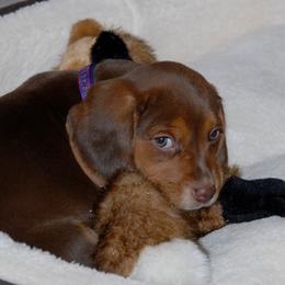 Beagle Puppies from Parmelee Beagles