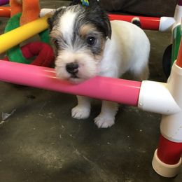 Jack Russell Terrier Puppies from Rock Chalk Terriers