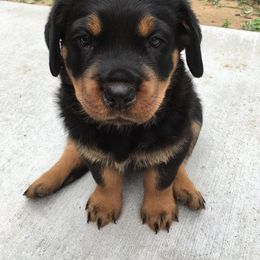 Rottweiler Puppies from Porath's Rottweilers