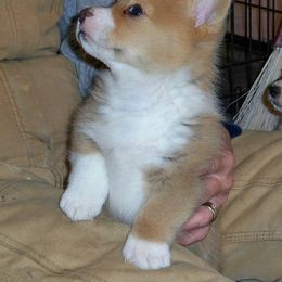Pembroke Welsh Corgi Puppies from Nistler's Farm Corgis