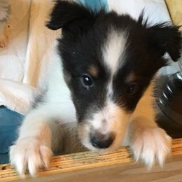 Shetland Sheepdog Puppies from Sharon’s Family Shelties