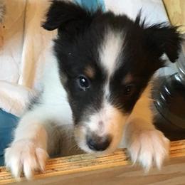 Shetland Sheepdog Puppies from Sharon’s Family Shelties