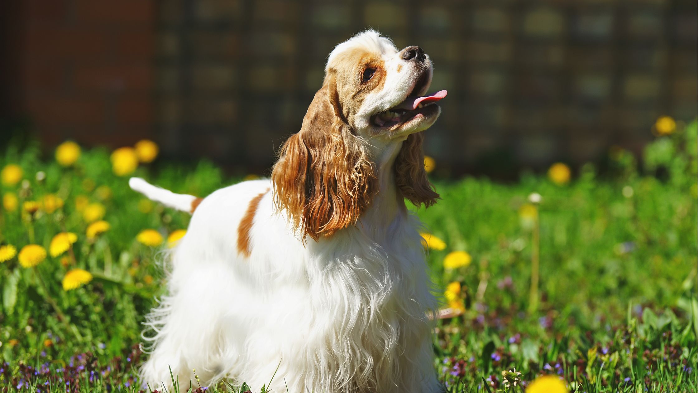 Cocker spaniel breeders sales midwest