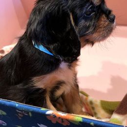 Cavalier King Charles Spaniel Puppies from Redwood Forest Cavaliers