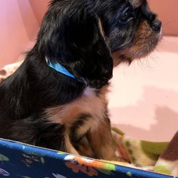 Cavalier King Charles Spaniel Puppies from Redwood Forest Cavaliers